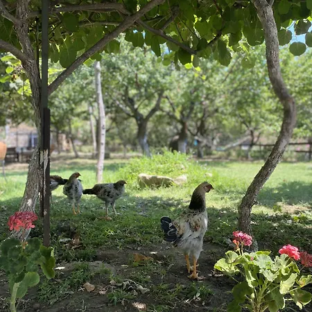 לינה וארוחת בוקר Mustafa'nin Fidan'i İmroz