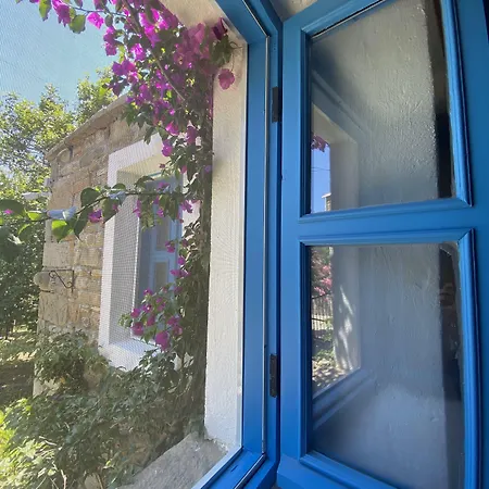 Mustafa'nın Fidan'ı